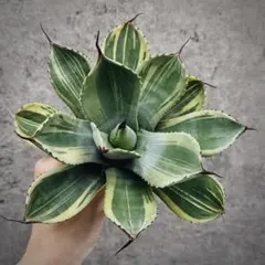 2025年最新】アガベ ライムストリークの人気アイテム - メルカリ