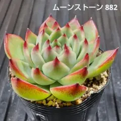 ムーンストーン 882 エケベリア 多肉植物 抜き苗