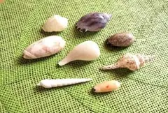 A綺麗な貝殻 レア8個セット