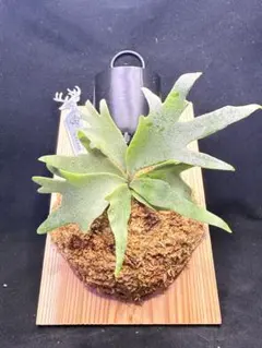 極大サイズ ビカクシダ P.willinckii Jewel sporeling - メルカリ