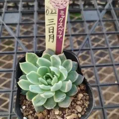 スズカ様 リクエスト 2点 まとめ商品