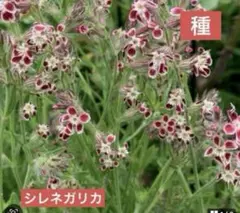 satoshio2304様 リクエスト 2点 まとめ商品