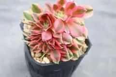 31#観葉植物ア工オニウム錦❤️レッド富士❤️青花磁 ❤️1大頭5小頭