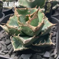 2025年最新】清櫻 子株の人気アイテム - メルカリ