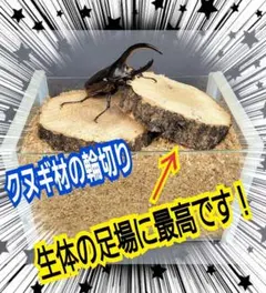 좋은 품질!둥글게 자른 참나무 [5개 세트] 사슴벌레와 코뿔소 딱정벌레, 짝짓기 장소에 이상적입니다.
