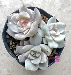 桃　白牡丹錦　3苗セット