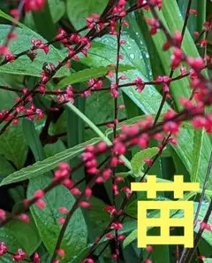 tomとram様 リクエスト 3点 まとめ商品