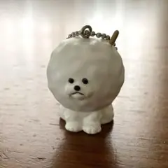 わたあめに育てられたビションフリーゼ