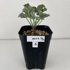 2025年最新】ペラルゴニウム ミラビレの人気アイテム - メルカリ