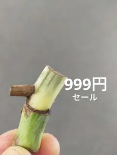 D12】斑入りモンステラ ホワイトタイガー 葉付きカット茎 成長点1つ