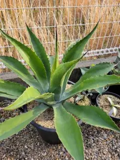 サルミアナフェロックスローガンカルホーン　超大株　美株　選抜株　引取り限定 アガベ サルミアナ フェロックス 