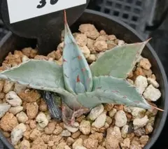 ごくうさま確認用　パラサナ　実生株 11 アガベ パラサナ 実生【選抜 地植え 耐寒性 ドライガーデン