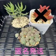 多肉植物　斑入りパリダム（クリームソーダ）テトラゴナ　抜き苗セット