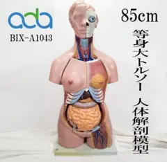 85 Cm等身大　トルソー　 人体模型　ADA社製　人間の臓器体　解剖学モデル 85 ㎝等身大トルソー 人体模型ADA社製人間の臓器体解剖学モデル