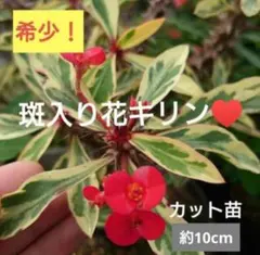 希少！大株！】花キリン(レアな黄色)♥️ - メルカリ