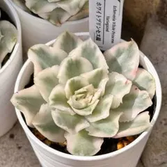 seven705様 リクエスト 5点 まとめ商品