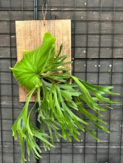 現品」Mt.Kitshakoodキッチャクード 葉幅70cm 国内管理株② - メルカリ
