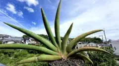 2026年最新】観葉植物 サンスベリアの人気アイテム - メルカリ