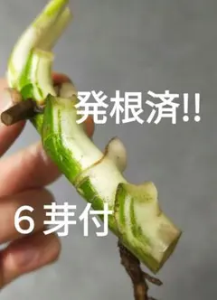 S様 リクエスト 2点 まとめ商品