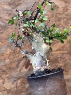 2026年最新】カタフ ソマリアの人気アイテム - メルカリ