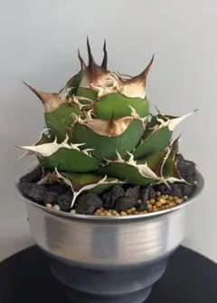 2026年最新】メリクロン アガベの人気アイテム - メルカリ