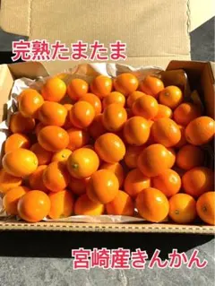 宮崎　　完熟　　たまたま　金柑　　1k入り