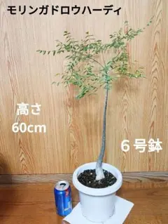 モリンガ ドロウハルディ モリンガ苗 スーパーフード 奇跡の樹 鉢植え モリンガ ドロウハルディ モリンガ苗 スーパーフード 奇跡の樹
