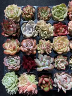 s*i様 N197　土と根付き苗　40苗セット　エケベリア　多肉植物　詰め合わせ