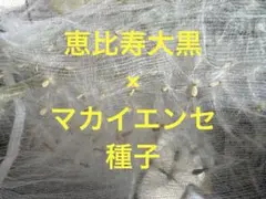 まやかーお様 リクエスト 5点 まとめ商品