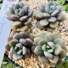 ✾⑤桜のしずく　4カット めでるさん苗　多肉植物