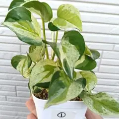 パンナコッタ　断捨離中様 リクエスト 2点 まとめ商品