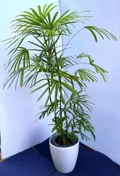 2026年最新】観葉植物 棕櫚竹 シュロチクの人気アイテム - メルカリ