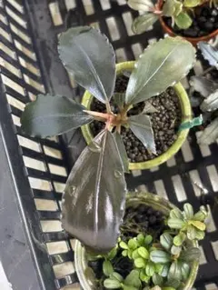 Bucephalandra sp. lris 水上葉 大株 - メルカリ