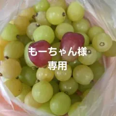 2025年最新】シャインマスカット苗の人気アイテム - メルカリ