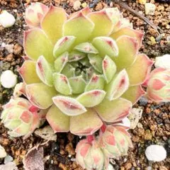 pyrenaicum1つセンペルビウム多肉植物 - メルカリ