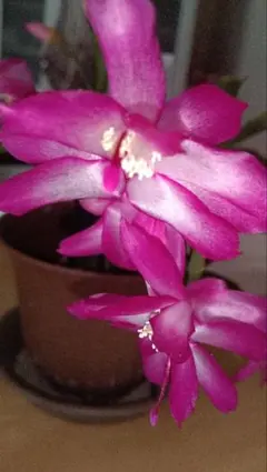 2026年最新】デンマークカクタス カミーラの人気アイテム - メルカリ