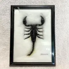 2025年最新】サソリ 標本の人気アイテム - メルカリ