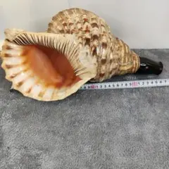 法螺貝　39cm(直接36.2cm)934g 法螺貝 39cm(直接36.2cm)934g - メルカリ