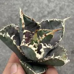 2025年最新】アガベキングコングの人気アイテム - メルカリ