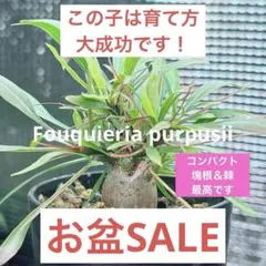 2025年最新】フォークイエリアプルプシーの人気アイテム - メルカリ