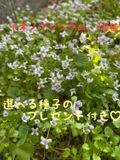 イオノプシジウム苗10苗のサムネイル