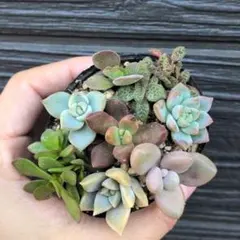 多肉植物　抜き苗　寄植えセット⑤