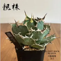 アカベ チタノタ白鯨 子株 【E12】PLANET ROCK PLANTS