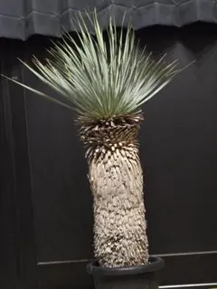 専用出品 特割 ユッカリギダ (の) 専用出品 特割 ユッカリギダ (の) 専用出品 特割 ユッカリギダ