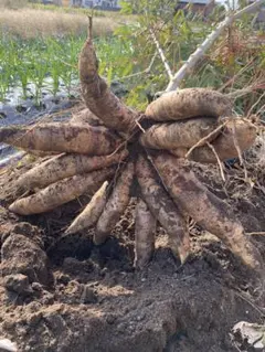 新鮮キャッサバ20kg 2025年最新】キャッサバ 20kgの人気アイテム - メルカリ