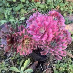 リーン様 リクエスト 2点 まとめ商品