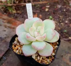 多肉植物 アマビレ錦♡小苗 多肉植物 アマビレ錦 カット苗 未発根 【公式通販】