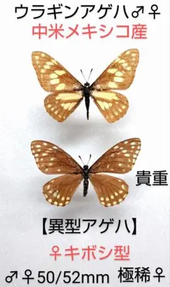 2026年最新】蝶の標本の人気アイテム - メルカリ