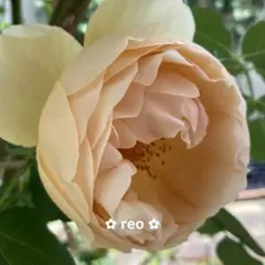 バラ苗　バラ挿し木苗