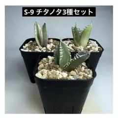2025年最新】アガベ チタノタ セットの人気アイテム - メルカリ
